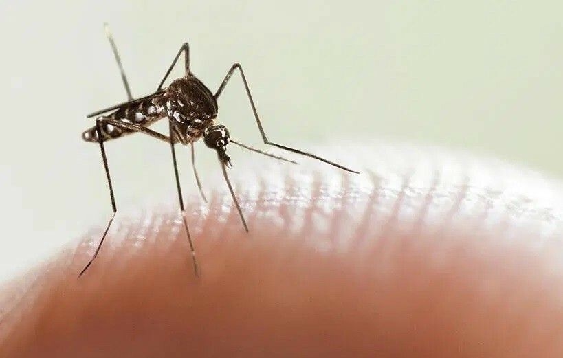 Dengue Por qué puede ser grave una segunda picadura NOTA 1