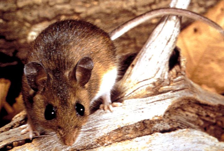 hantavirus